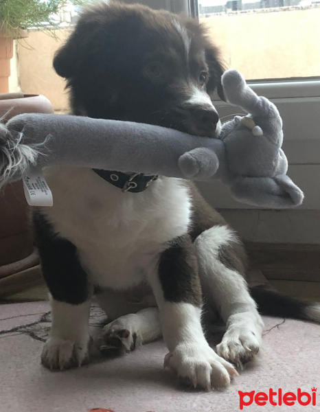 Jack Russell Terrier, Köpek  Eddie fotoğrafı