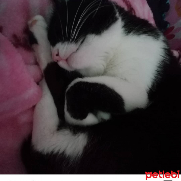 Tuxedo (Smokin) Kedi, Kedi  Zeytin fotoğrafı