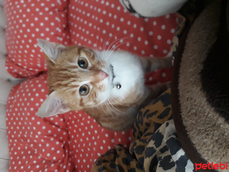 Sarman, Kedi  Karamel fotoğrafı