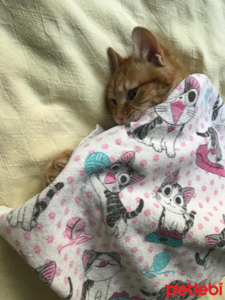 Sarman, Kedi  Dalin fotoğrafı