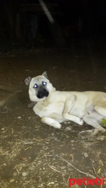 Kangal, Köpek  Duman fotoğrafı