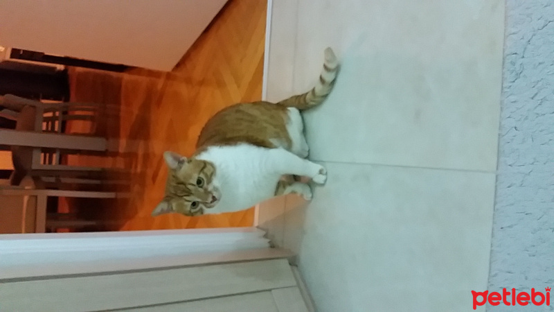 Sarman, Kedi  Turunç fotoğrafı