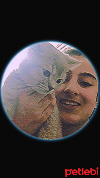 British Shorthair, Kedi  Oscar fotoğrafı