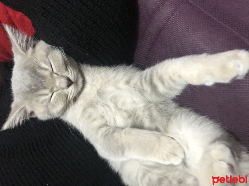 British Shorthair, Kedi  Oscar fotoğrafı