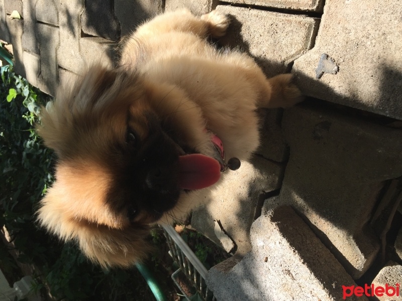 Pekingese, Köpek  Lili fotoğrafı