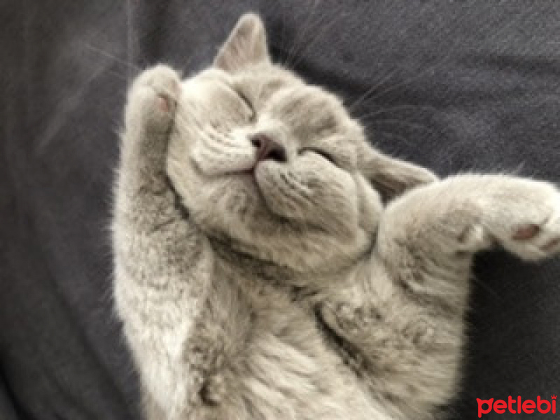 British Shorthair, Kedi  Lucky fotoğrafı