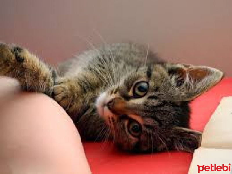 Tekir Kedi, Kedi  irmik fotoğrafı