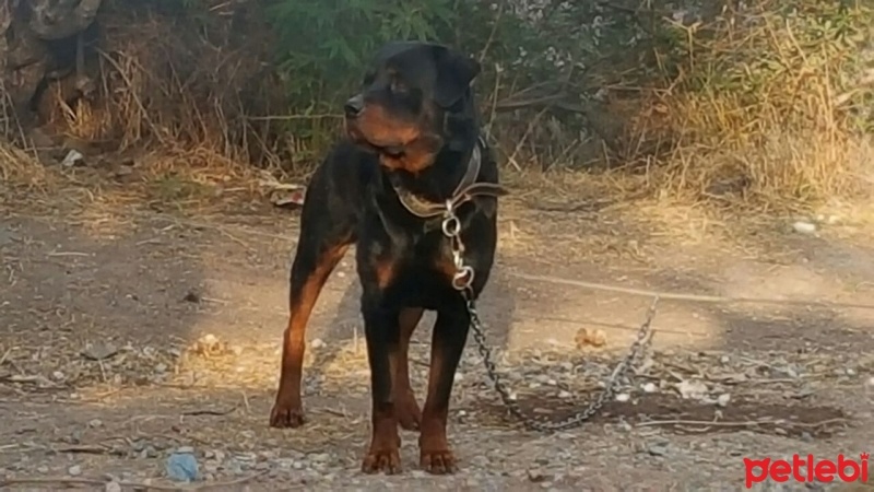 Rottweiler, Köpek  Golge fotoğrafı