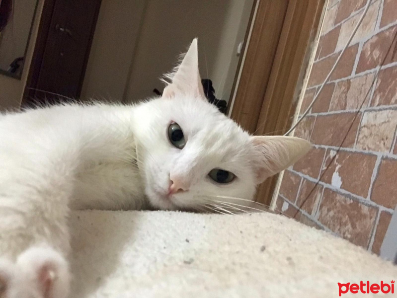 Tekir Kedi, Kedi  mia fotoğrafı