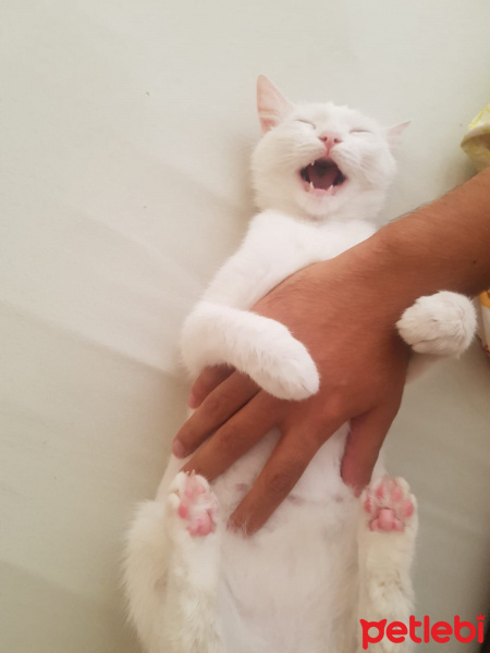 Tekir Kedi, Kedi  mia fotoğrafı