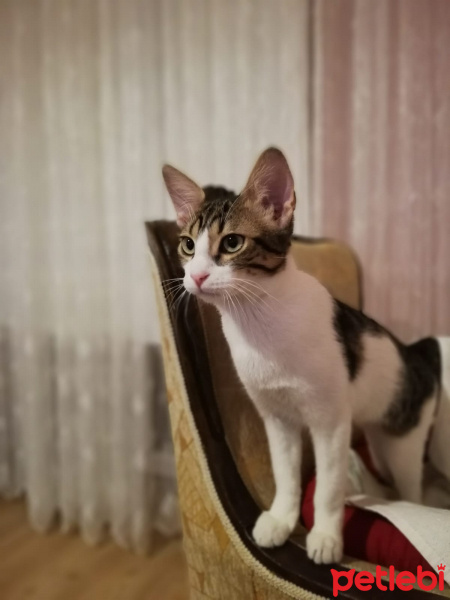 Tekir Kedi, Kedi  GOFRET fotoğrafı