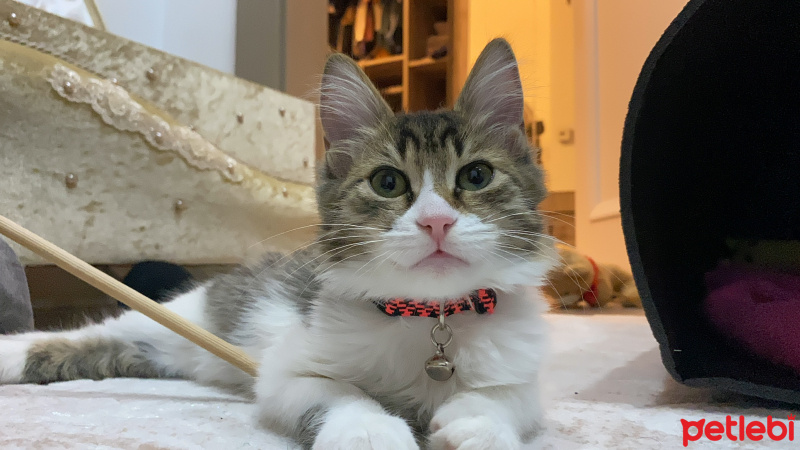 Tekir Kedi, Kedi  Lila fotoğrafı