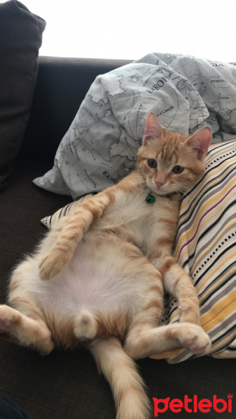 Sarman, Kedi  Barney fotoğrafı