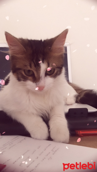 Tekir Kedi, Kedi  Yumak fotoğrafı