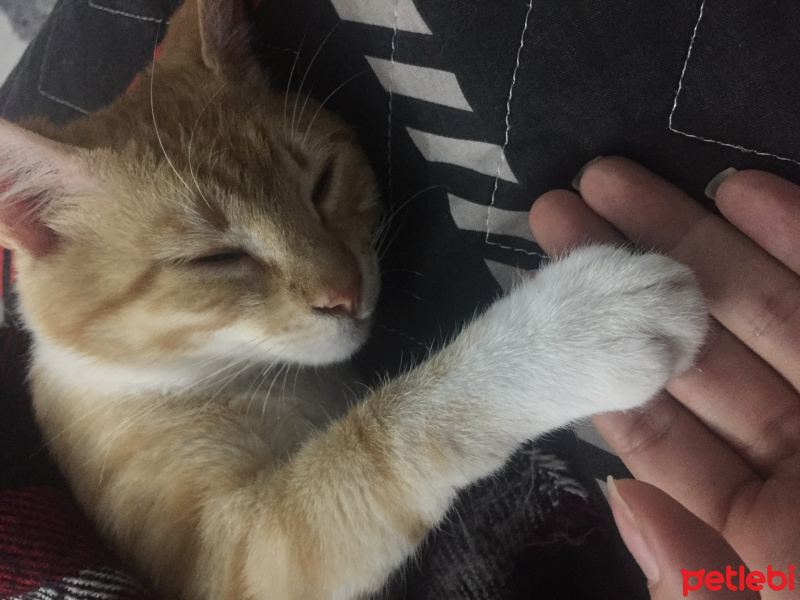 Sarman, Kedi  Leo fotoğrafı