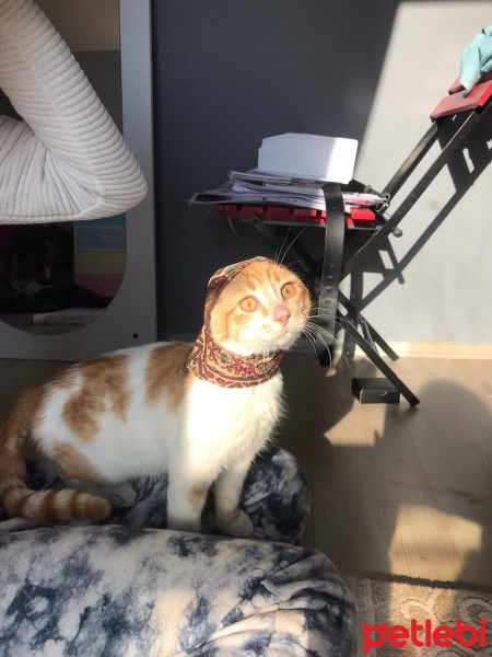 Tekir Kedi, Kedi  leo fotoğrafı