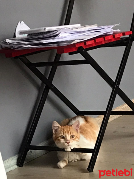 Tekir Kedi, Kedi  leo fotoğrafı