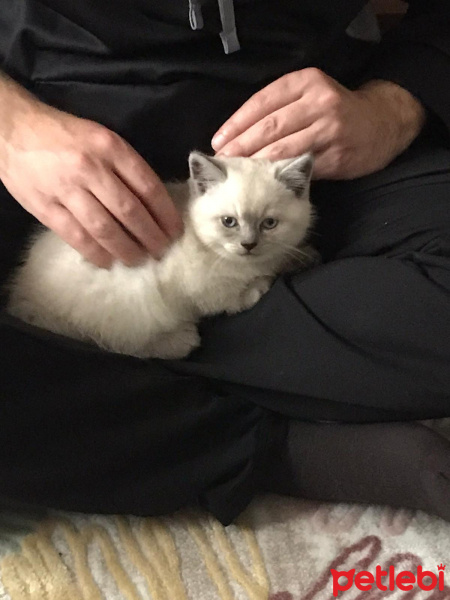 British Shorthair, Kedi  Sebastian Zapata fotoğrafı