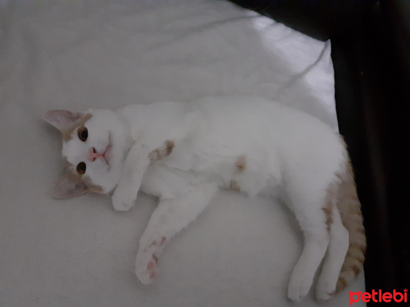 Tekir Kedi, Kedi  Tofu fotoğrafı