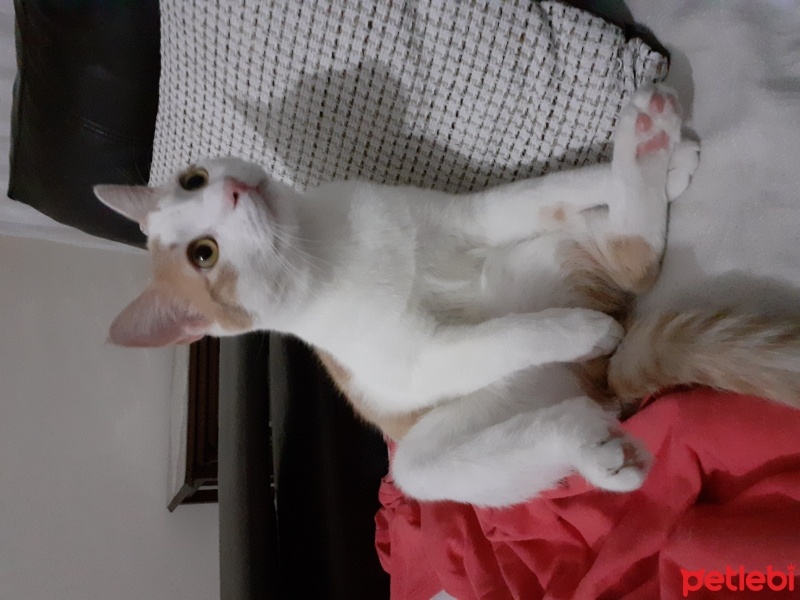 Tekir Kedi, Kedi  Tofu fotoğrafı