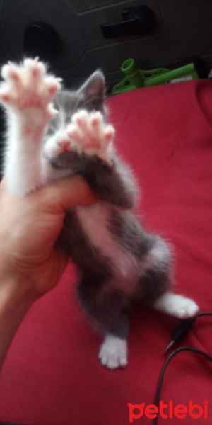 Tekir Kedi, Kedi  Hırka fotoğrafı