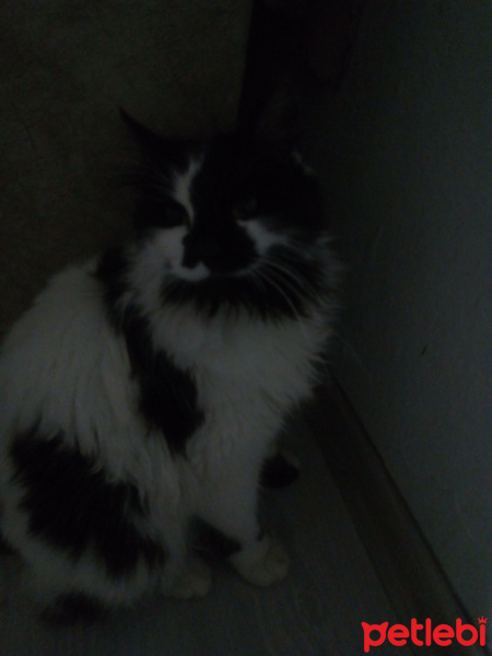Tekir Kedi, Kedi  Hırka fotoğrafı