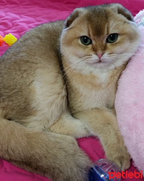 Scottish Fold, Kedi  badi fotoğrafı