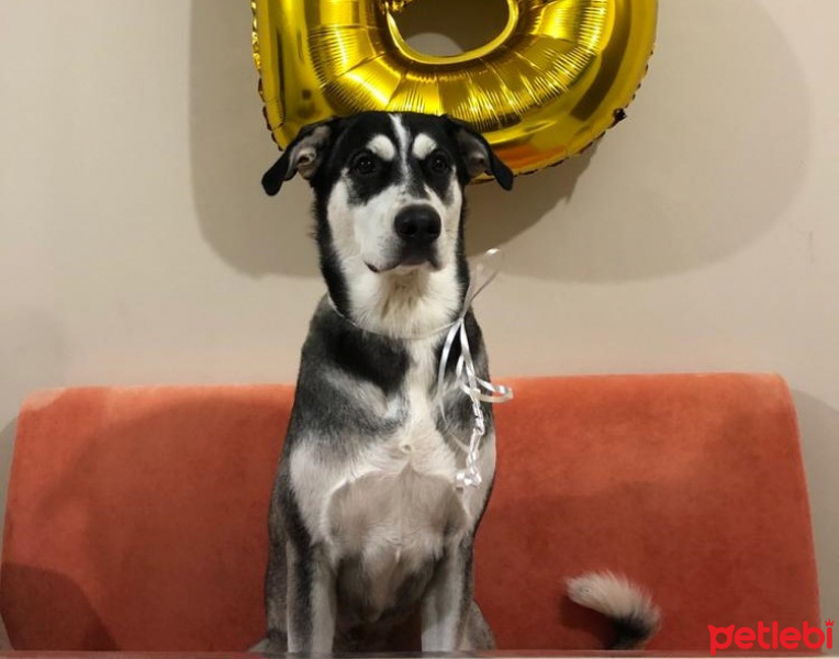 Sibirya Kurdu (Husky), Köpek  BOBO fotoğrafı