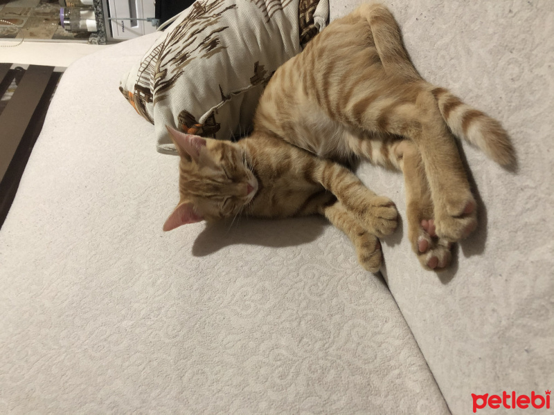 Sarman, Kedi  Lapa fotoğrafı