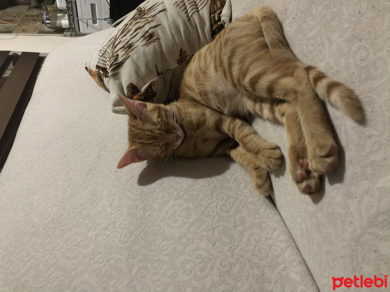 Sarman, Kedi  Lapa fotoğrafı