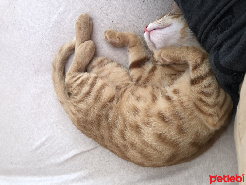 Sarman, Kedi  Lapa fotoğrafı