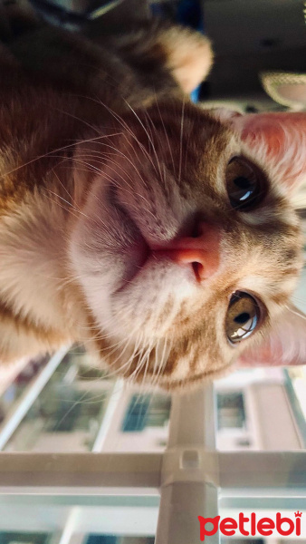 Sarman, Kedi  Lapa fotoğrafı