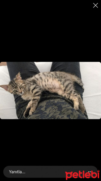 Tekir Kedi, Kedi  Rorschach fotoğrafı