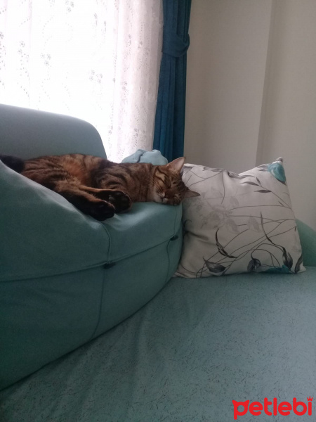 Tekir Kedi, Kedi  Rorschach fotoğrafı