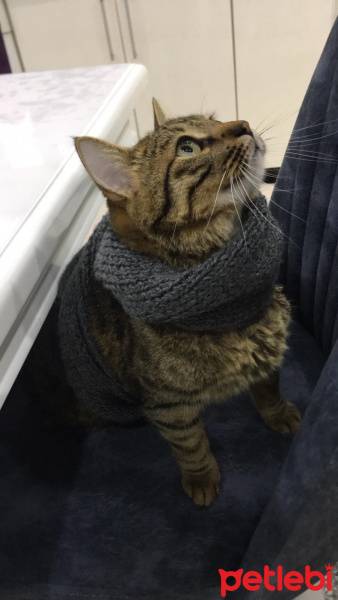 Tekir Kedi, Kedi  Rorschach fotoğrafı