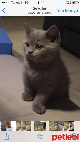 British Shorthair, Kedi  Zayn fotoğrafı