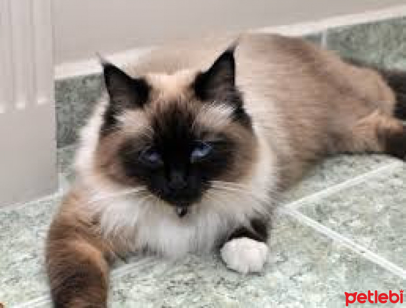 Sibirya Kedisi, Kedi  pati fotoğrafı
