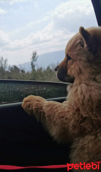 Chow Chow (çin Aslanı), Köpek  arçil fotoğrafı