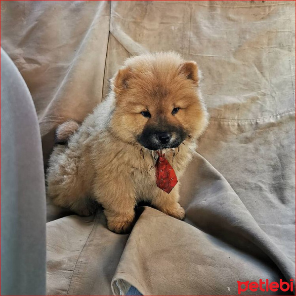 Chow Chow (çin Aslanı), Köpek  arçil fotoğrafı