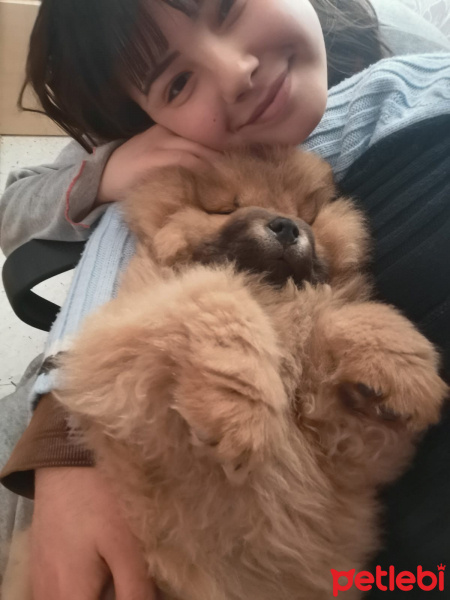 Chow Chow (çin Aslanı), Köpek  arçil fotoğrafı