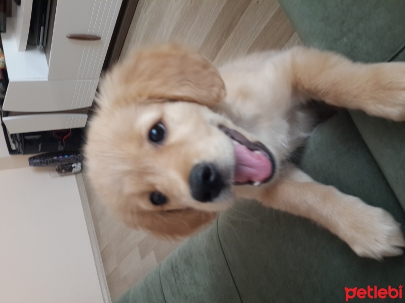 Golden Retriever, Köpek  Lokum fotoğrafı
