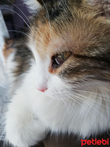 Tekir Kedi, Kedi  Mati fotoğrafı