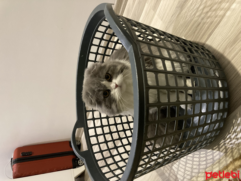 Scottish Fold, Kedi  NAZLI fotoğrafı