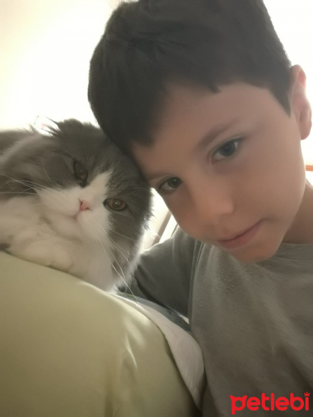 Scottish Fold, Kedi  NAZLI fotoğrafı