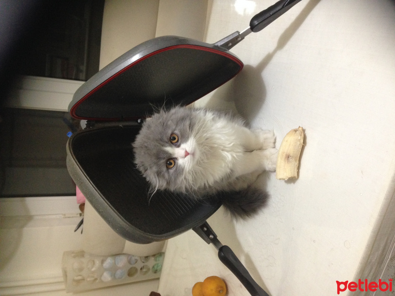 Scottish Fold, Kedi  NAZLI fotoğrafı