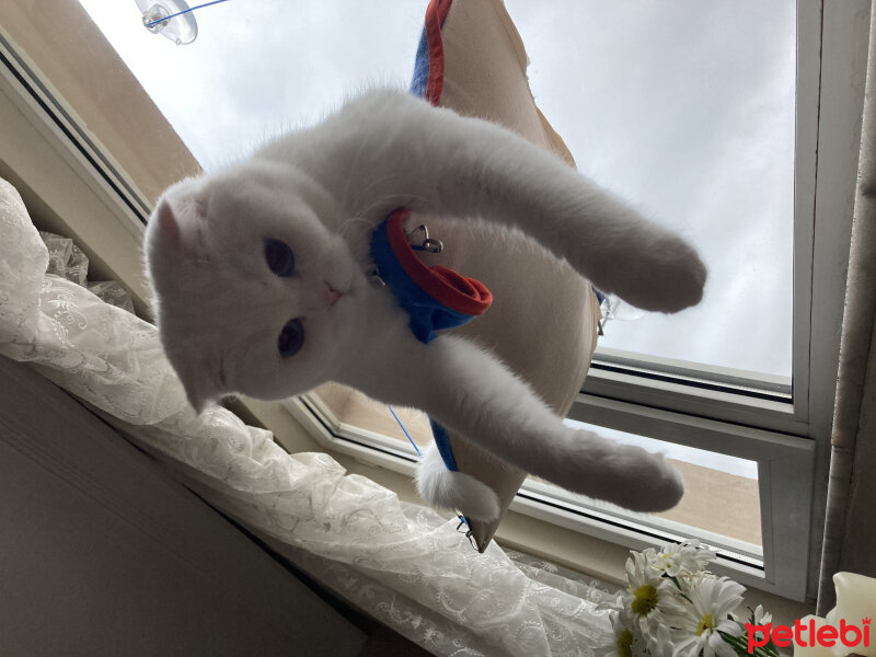 Scottish Fold, Kedi  Sütlaç fotoğrafı