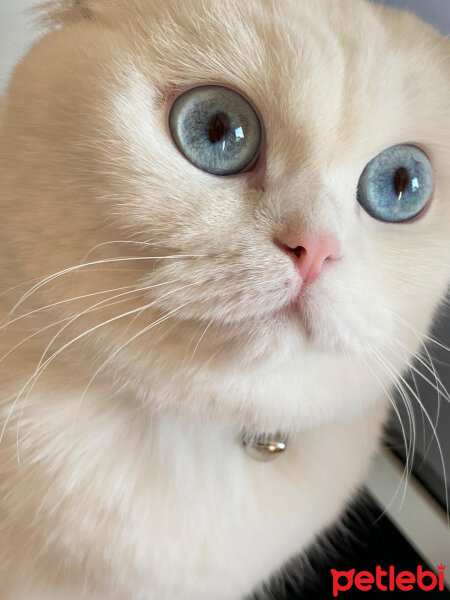 Scottish Fold, Kedi  Sütlaç fotoğrafı