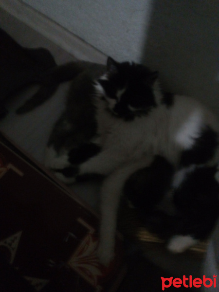Tekir Kedi, Kedi  Mırmır fotoğrafı