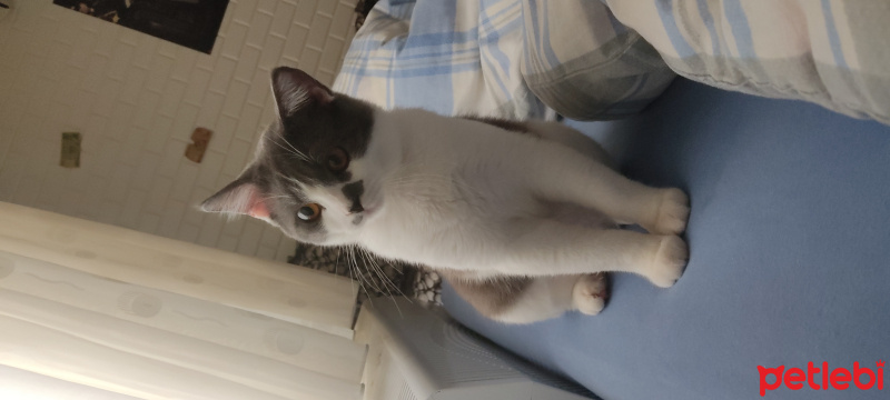 British Shorthair, Kedi  Aslan fotoğrafı