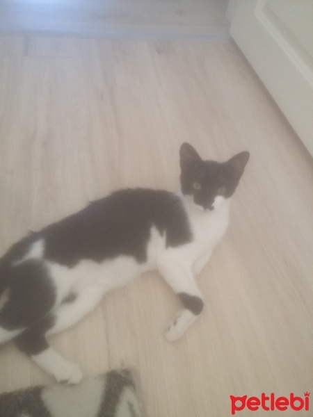 Tuxedo (Smokin) Kedi, Kedi  MARS fotoğrafı